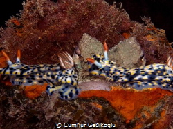 Octopus vulgaris & Hypselodoris infucata
Double trouble!... by Cumhur Gedikoglu 